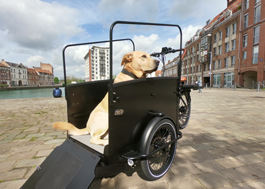 chien_pacome_velocargo